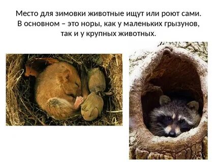 Как называется когда впадают в спячку