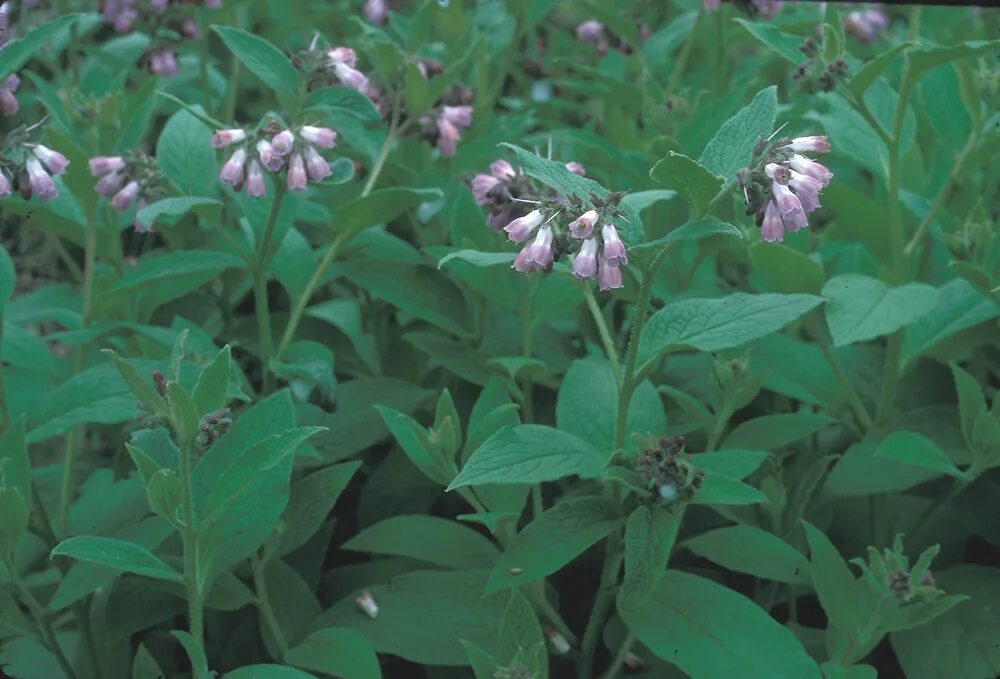 Hiker's Notebook: Virginia Bluebells Virginia bluebells, Shade perennials, Blueb