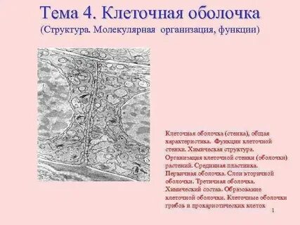 Клеточная оболочка стенка строение и функции