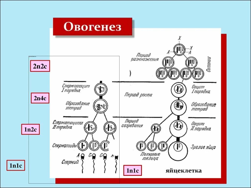 Набор хромосом и днк клетки 2n2c. Овогенез мейоз. Сперматогенез 2n2c. Овогенез схема. Стадии овогенеза.