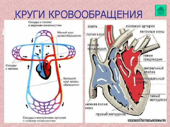 Артериальные сосуды кровоснабжающие миокард:. Левый тип кровоснабжения миокарда. Типы кровоснабжения сердца анатомия. Типы кровоснабжения сердца анатомия. Схема кровоснабжения миокарда.