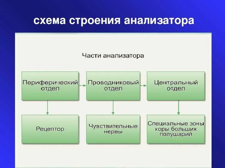 Строение и значение анализатора. Общая схема строения анализаторов. схема строение анализатора анатомия. схема состав анализатора. структуры, составляющие анализатор:.