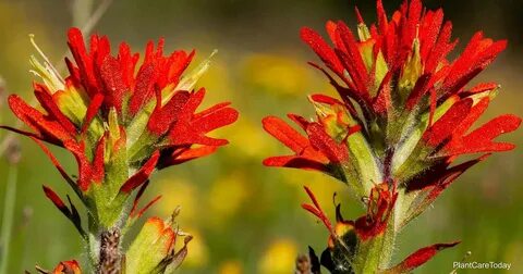 Devil s paintbrush