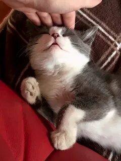 Котенок перебирает лапками