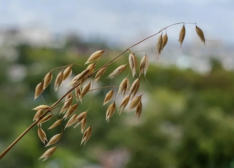 Овес злаковые. Овёс посевной Avena Sativa l.. Злаковый сорняк овсюг. Семейство Мятликовые овес. Соцветие метелка овса.