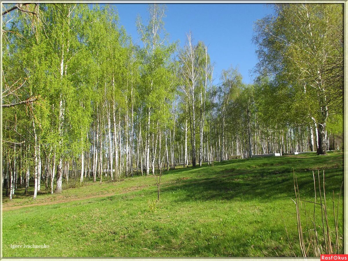 Молодые березки весной. Березовая роща Рязань. Березовая роща Томск. Березовая роща Ишим. Березовый лес Некрасовка.