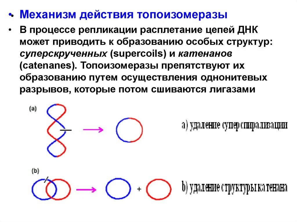 Расплетание цепей днк. ДНК-топоизомераза (гираза) функции. ДНК гираза и топоизомераза. ДНК топоизомераза функции. Топоизомераза в репликации.