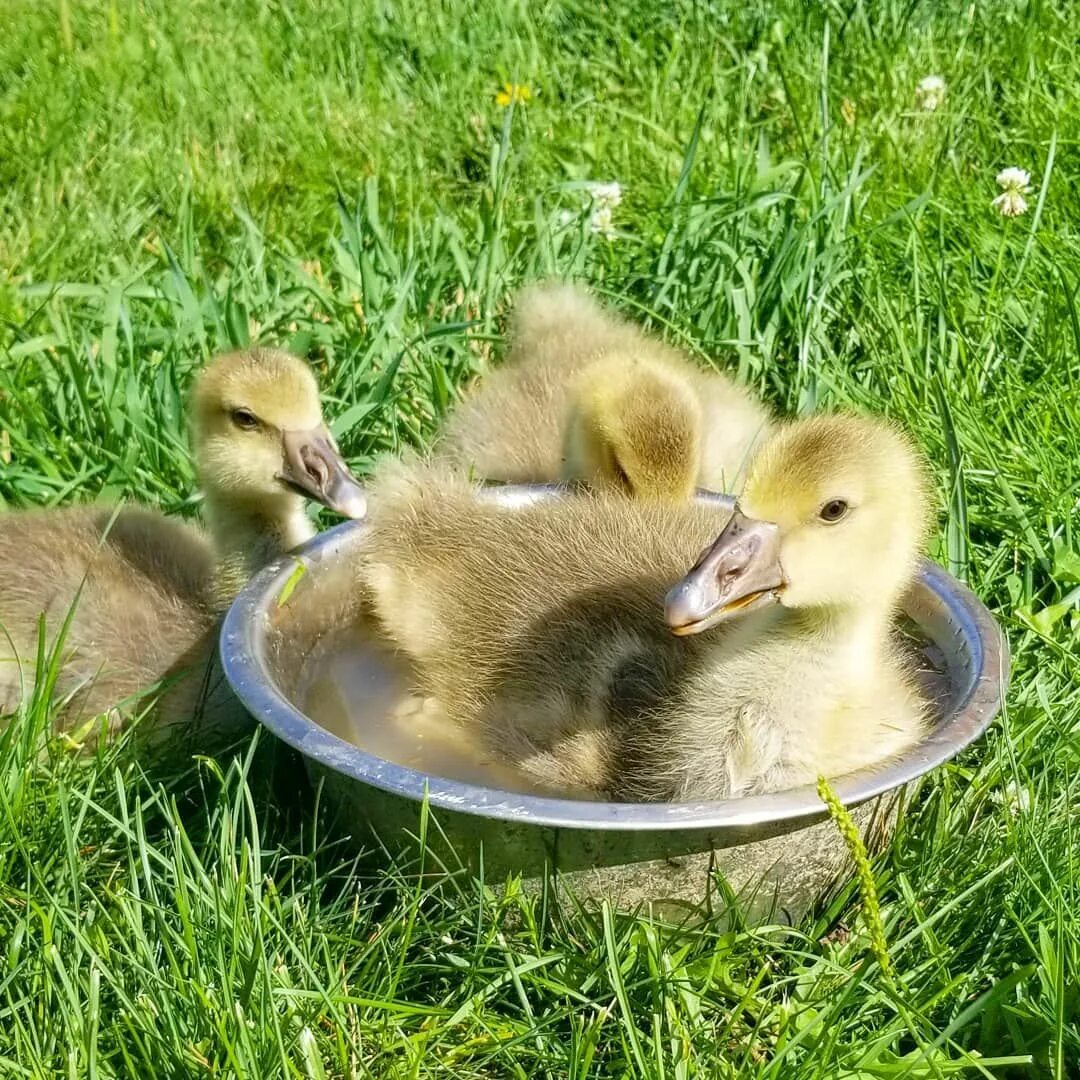 Old ducks