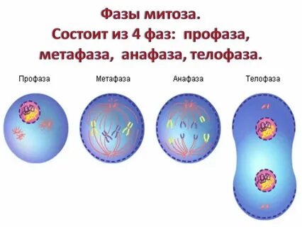 Фазы митоза животной клетки
