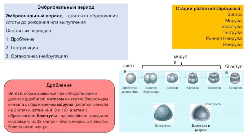 Эмбриональный период развития длится