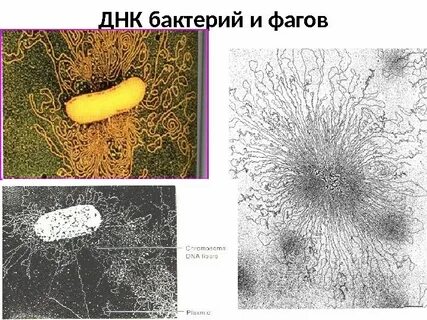 Днк бактерий