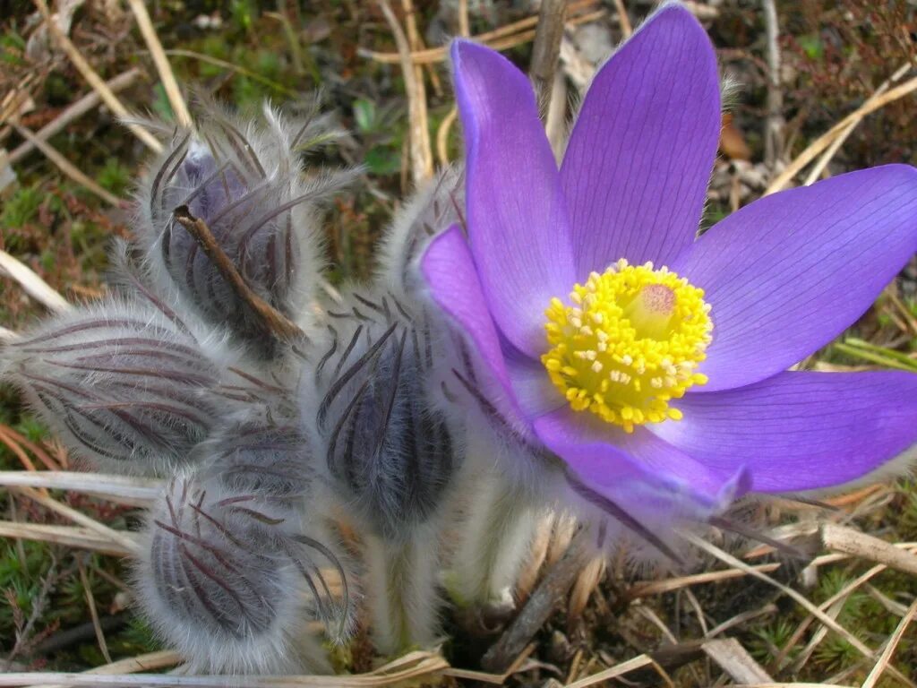 Прострел - сон трава. Прострел (Подснежник, сон-трава, Pulsatilla). Прострел Крымский сон-трава семена. Прострел Луговой белый. Трава красиво пестрела распустившимися недавно цветами