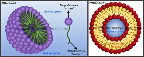 Мицелла это