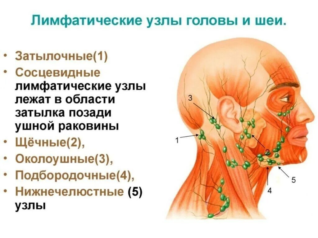 Лечение лимфоузлов на шее лекарствами. Лимфатическая система головы и шеи схема. Лимфоузлы головы и шеи схема. Где находятся шейные лимфоузлы у человека. Шейные лимфоузлы схема.