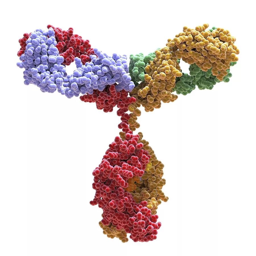 Иммуноглобулин g3. Иммуноглобулин g. Глобулин молекула. Иммуноглобулин белок.