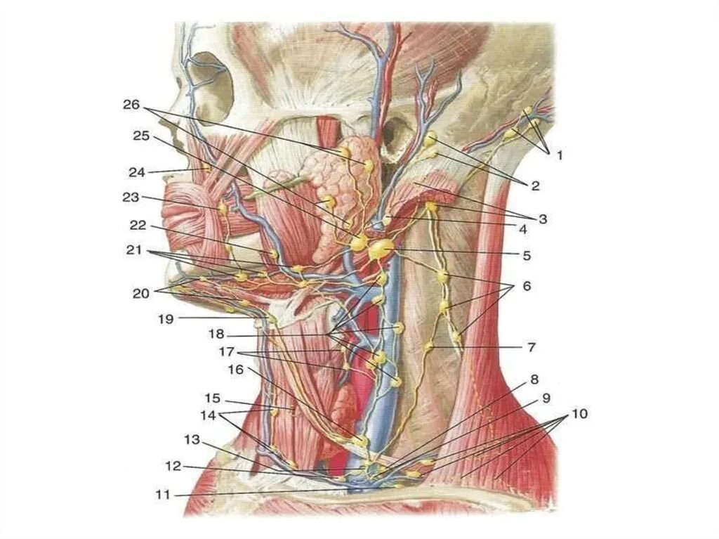 Глубокий лимфатический сосуд. Лимфоузлы шеи анатомия. Шейные лимфоузлы топография. Наружные яремные лимфоузлы.