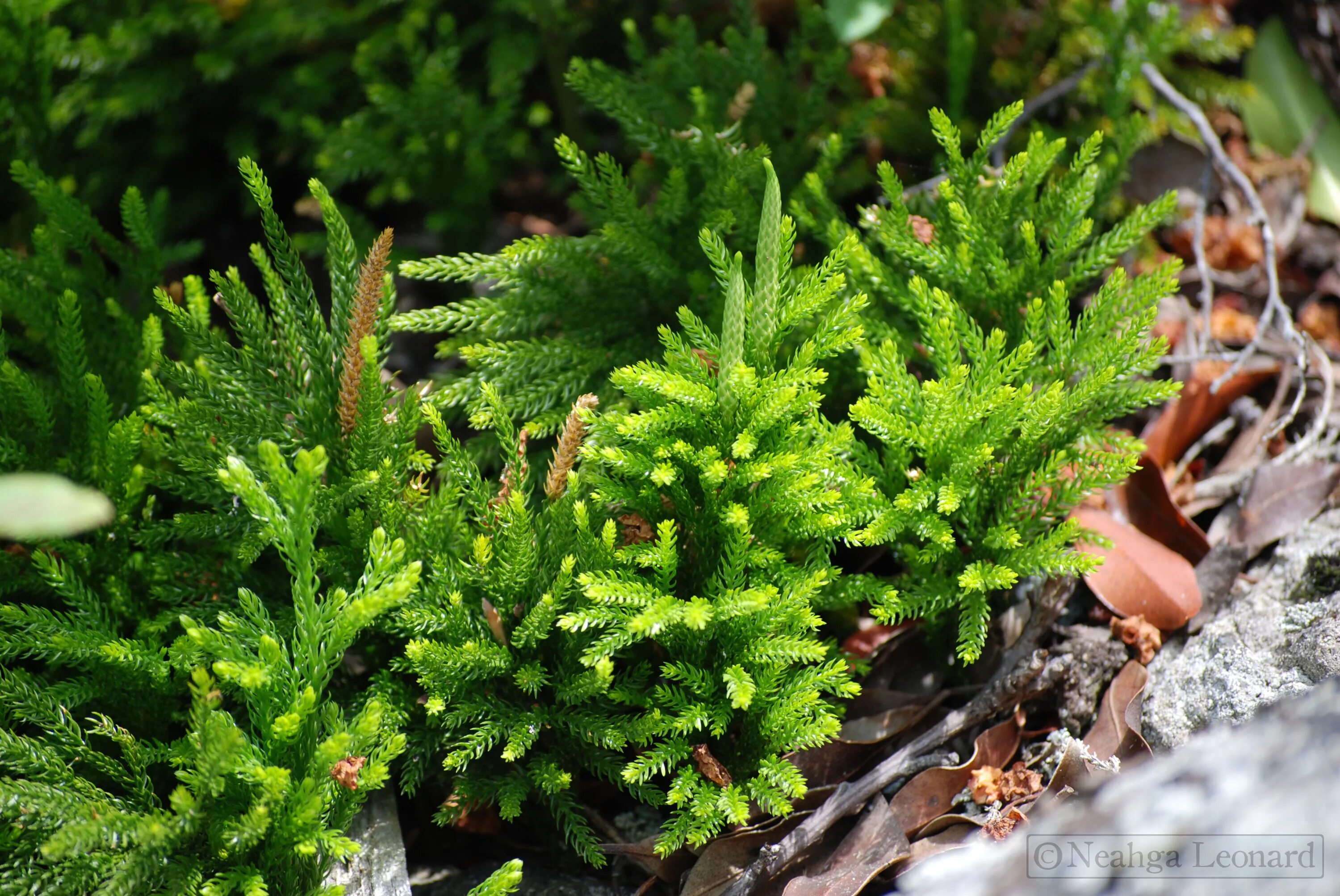 Мох плаун. Lycopodium (club mosses). fir clubmoss. клуб мох кемерово. club mosses example.