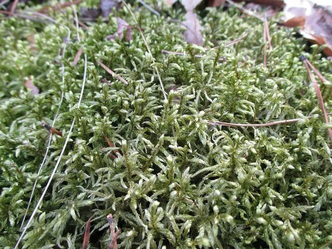 Hypnum imponens Hedw. - Bryophytes of Hoxie Gorge