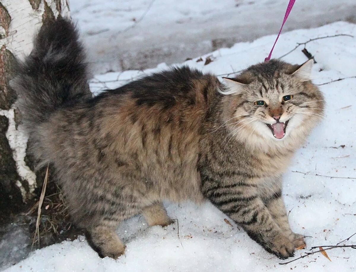 Сибирский камышовый кот. Сибирский кот камышовый окрас. Сибирские коты камышового окраса. Сибирская кошка Сибирский окрас.