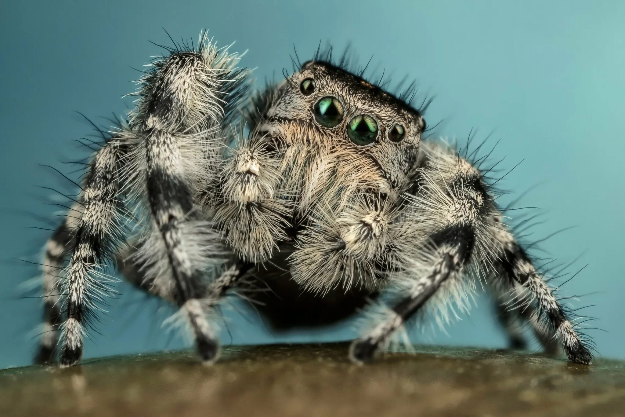 Мохнатенькие лапки. Phidippus Audax (паук-скакун). Мохнатый паук. Лапки паука. Серый мохнатый паук.