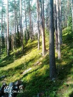 Петяярви ленинградская область
