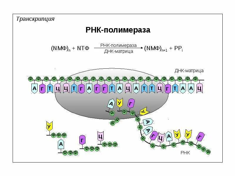 Процесс образования днк на матрице рнк. Терминация транскрипции рнк полимеразы 2. рнк-полимеразой (рис. 1.10).. транскрипция днк-полимераза.