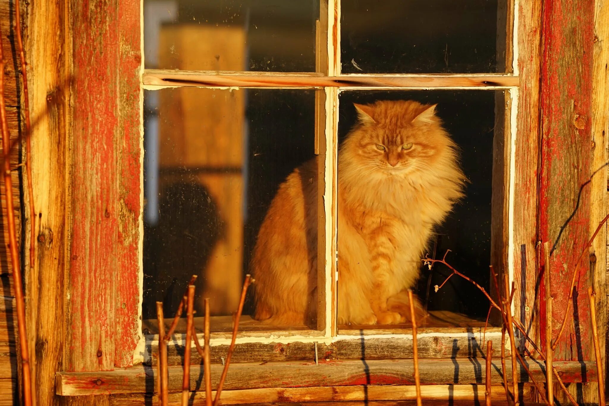 Кот под окном. Кошки на окошке. Рыжий кот на окне. Рыжий кот на деревенском окне. Кот в окошке.