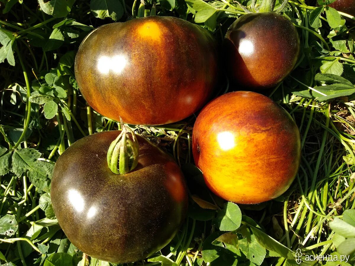 Томат мечта алисы (alice’s dream). Сон алисы томат. Томаты мечта алисы описание сорта. Сорт томатов мечта алисы. Томат мечта алисы урожайность.