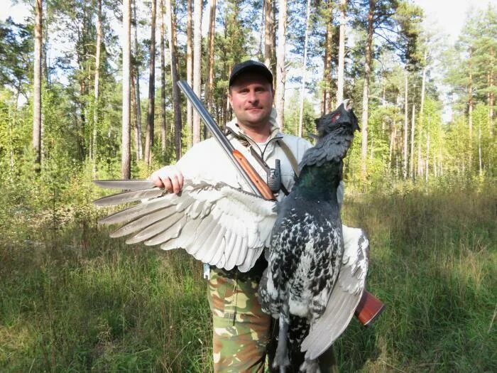 Самого большого глухаря. Глухарь и глухарка. Самый большой добытый глухарь. Самого большого глухаря. Тетерев глухарь рябчик охота.