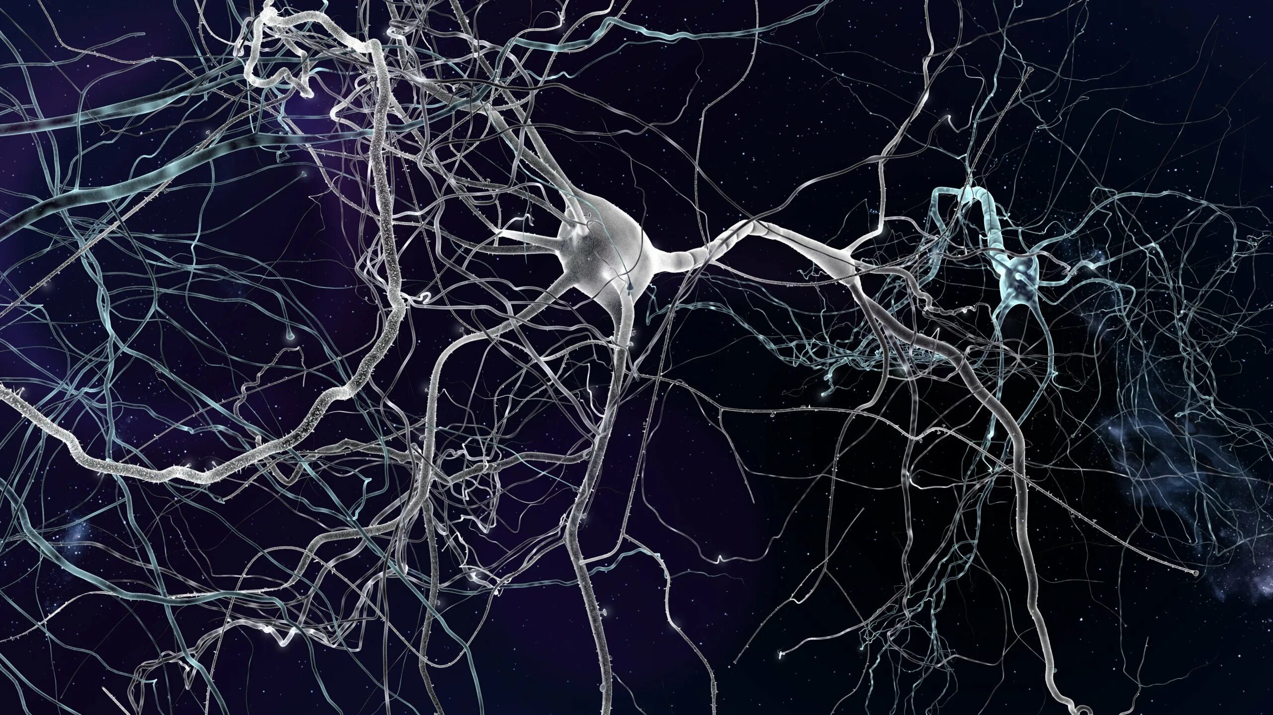 Ирритация коры головного мозга. Нейрон клетка головного мозга. Нейронная система мозга. Нейронные связи в мозге. Нейронные сети головного мозга.