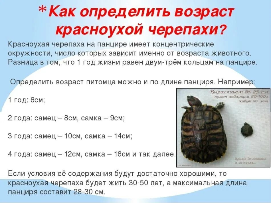 Скелет красноухой черепахи