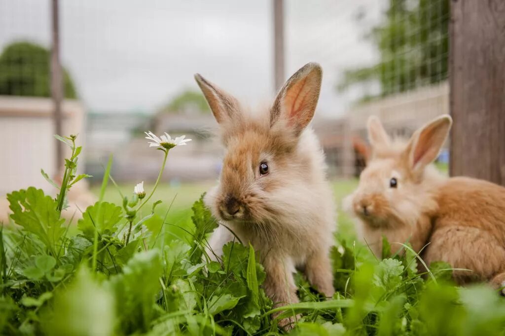Кролик картинка. Кролики. Крольчата. Кролик фото. Крольчонок.