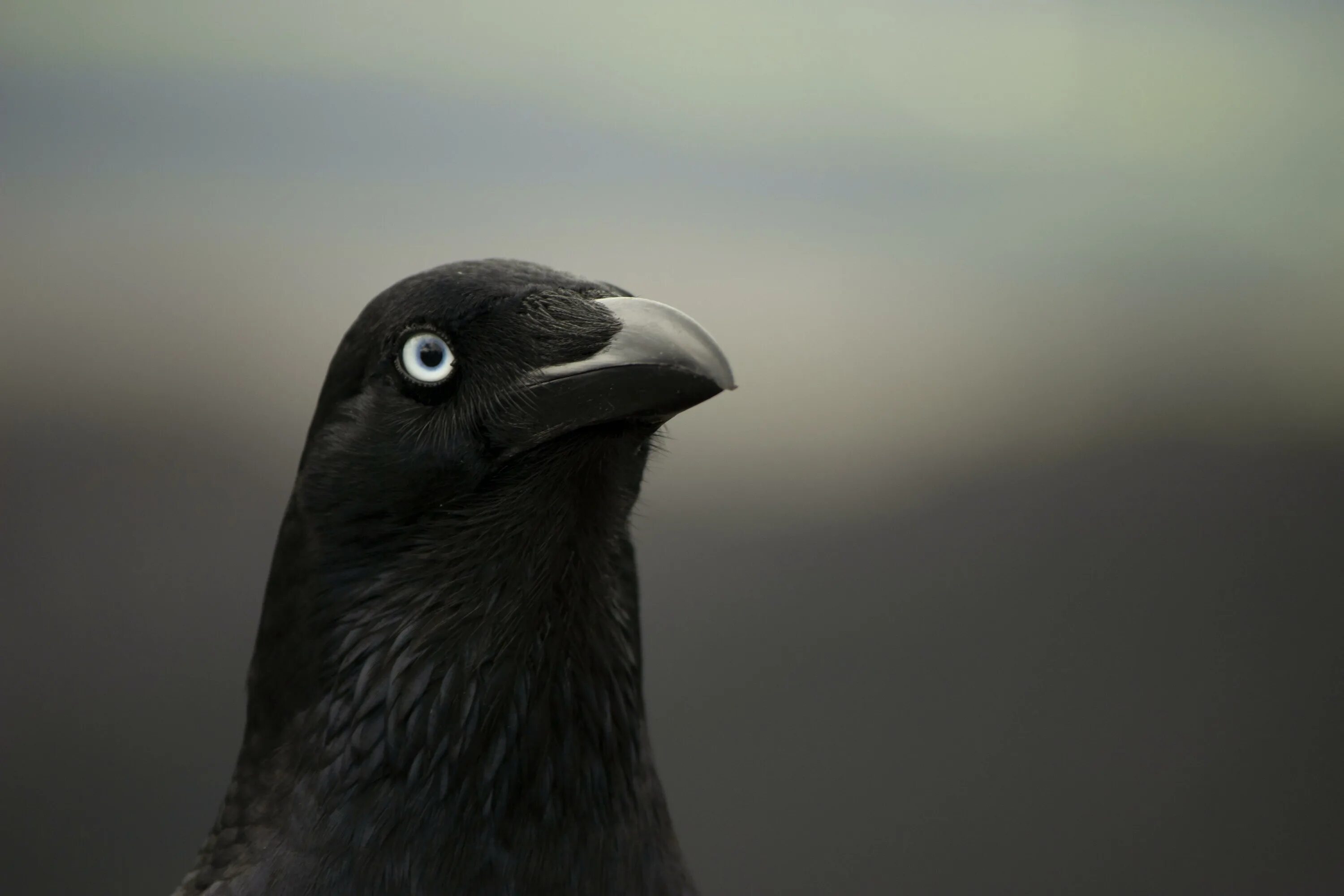 Глаза ворона. Черная птица с голубыми глазами. Ворон с голубыми глазами. Черный ворон с голубыми глазами.