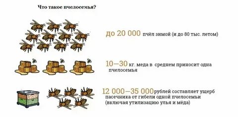 Пчела сколько меда за жизнь