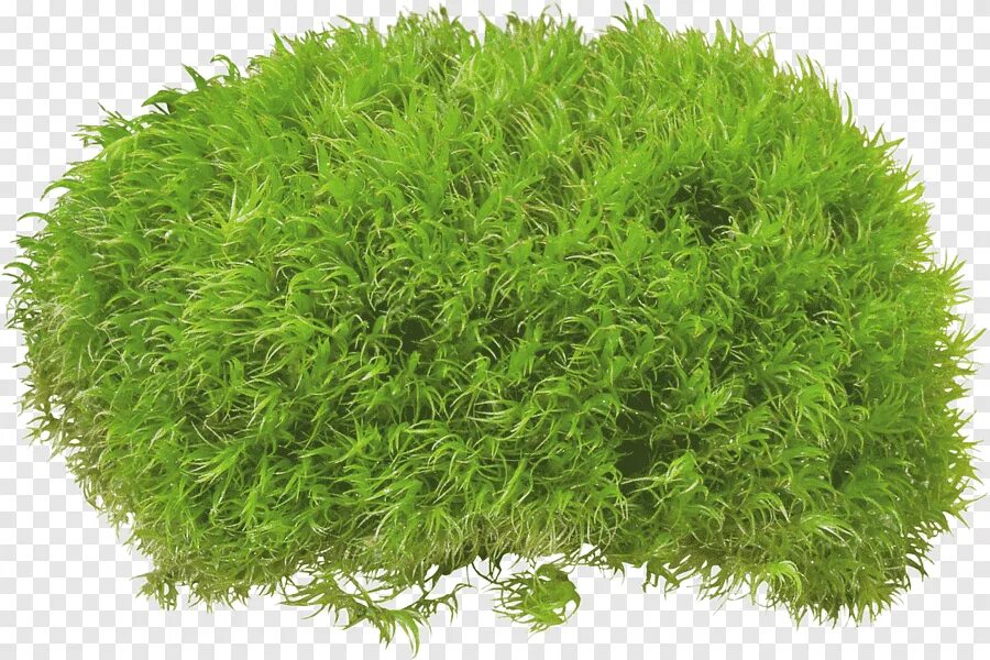 Куст мха. Куст травы. мох на белом фоне. кустарник мох. мох без фона.