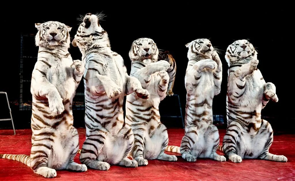 Животные и развлечения. Цирк Максимус белые тигры. Белый тигр Запашные. Цирк братьев Запашных тигры. Белые тигры Запашных.