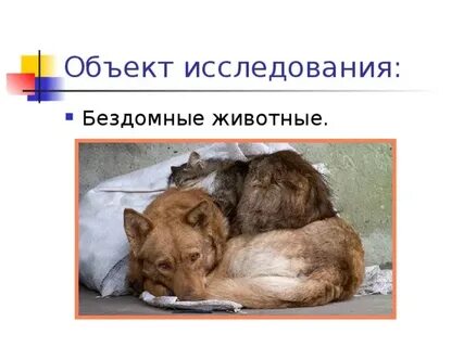 Тема помощь бездомным животным