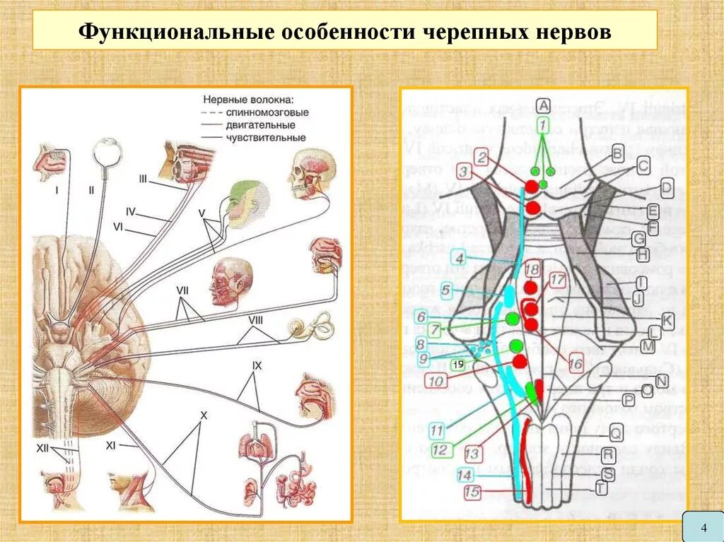 Черепно мозговые нервы являются. Ядра 12 черепных нервов. Ядра черепно мозговых нервов схема. 12 Пар черепных нервов схема. Ядра ЧМН схема.