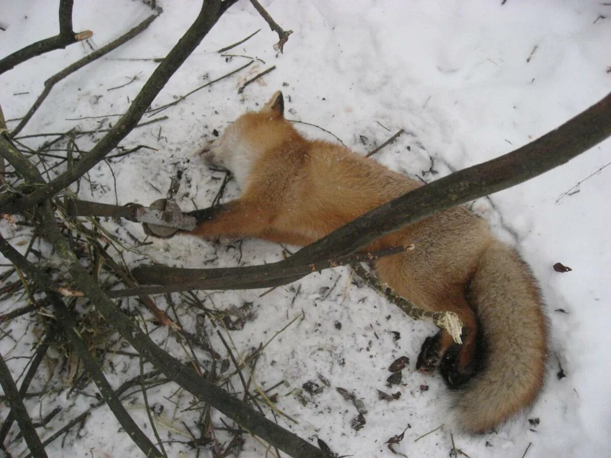 Как ловить лис зимой. Как ловить лис зимой. Как ловить лис зимой. Как ловить лис зимой. Лису капканом на приваде.