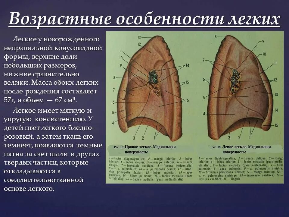 Хвостовой отдел легких. Особенности строения легких. Легкие возрастные особенности. Возрастные особенности лёгких. Возростныеизмннения легких.