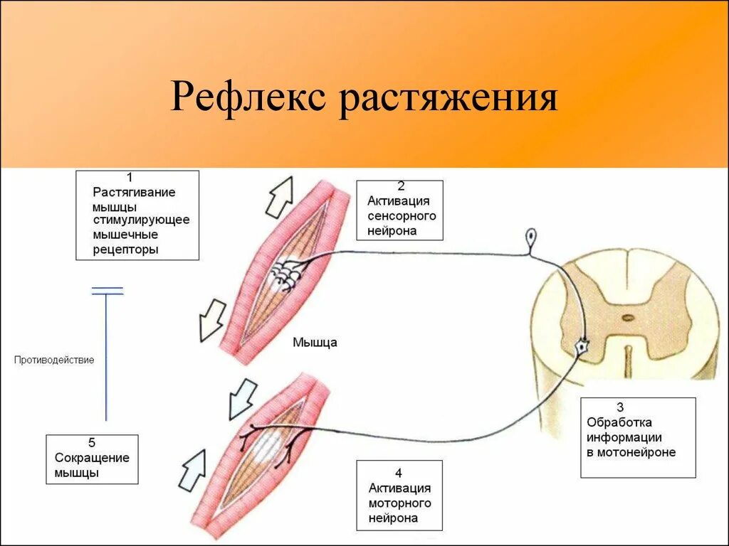 Схема рефлекторного сокращения мышц. Рецепторы растяжения мышцы рефлекторная дуга. Схема дуги рефлекса растяжения (миотатического рефлекса). Мышечный рефлекс схема.