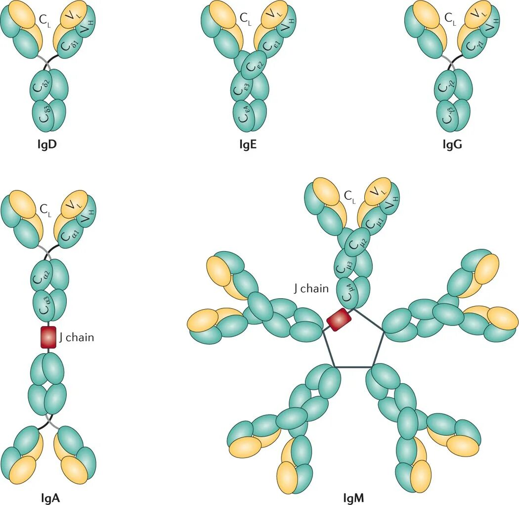 Строение иммуноглобулина м. Iga иммуноглобулин. Строение igg иммуноглобулина. Схема строения секреторного иммуноглобулина а. Иммуноглобулины g1 и g2.