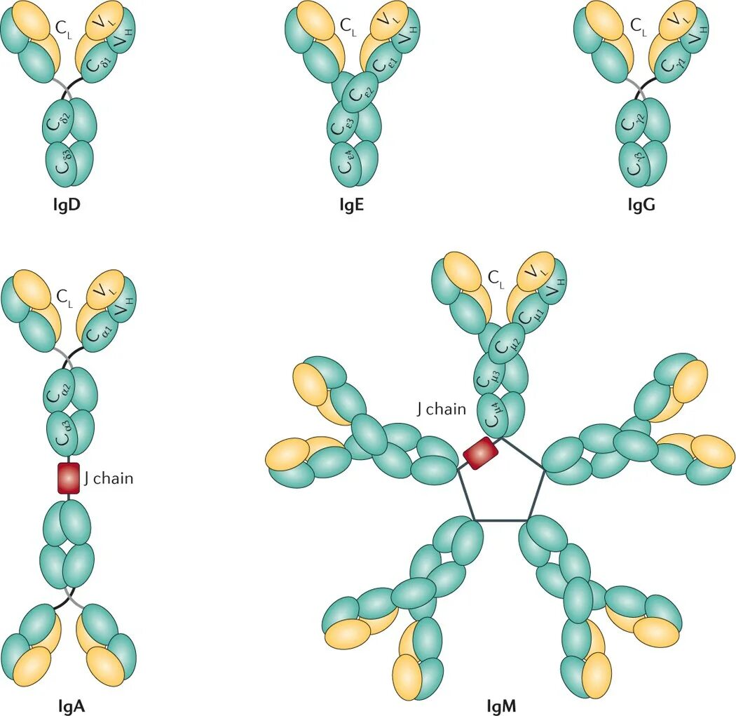 Иммуноглобулин класса е – строение. Иммуноглобулин класса g строение. Схема строения IGE. Строение иммуноглобулина е. 11 иммуноглобулины