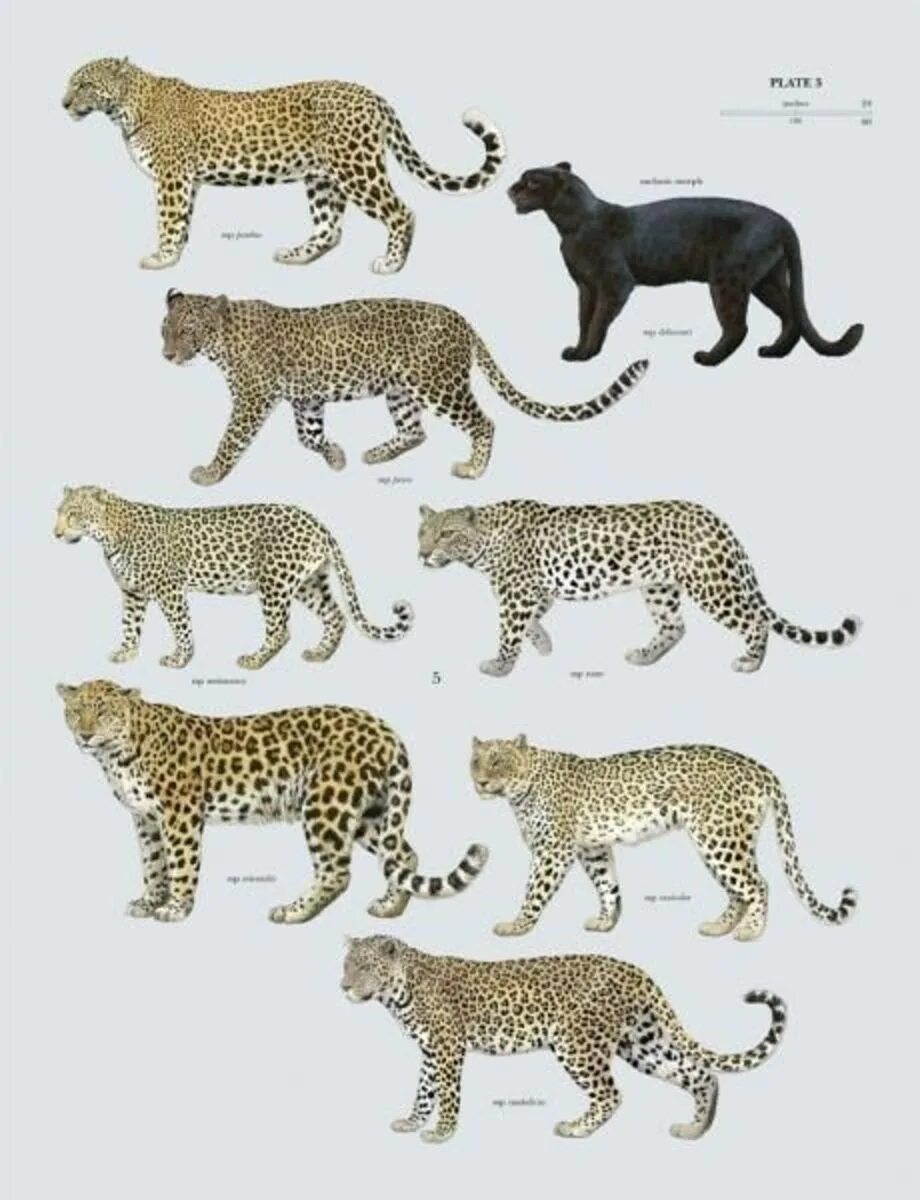 Как отличить дикую. Гепард и леопард и Ягуар и пантера. Гепард леопард Ягуар. Гепард леопард Ягуар Пума. Тигр Лев леопард Ягуар гепард.