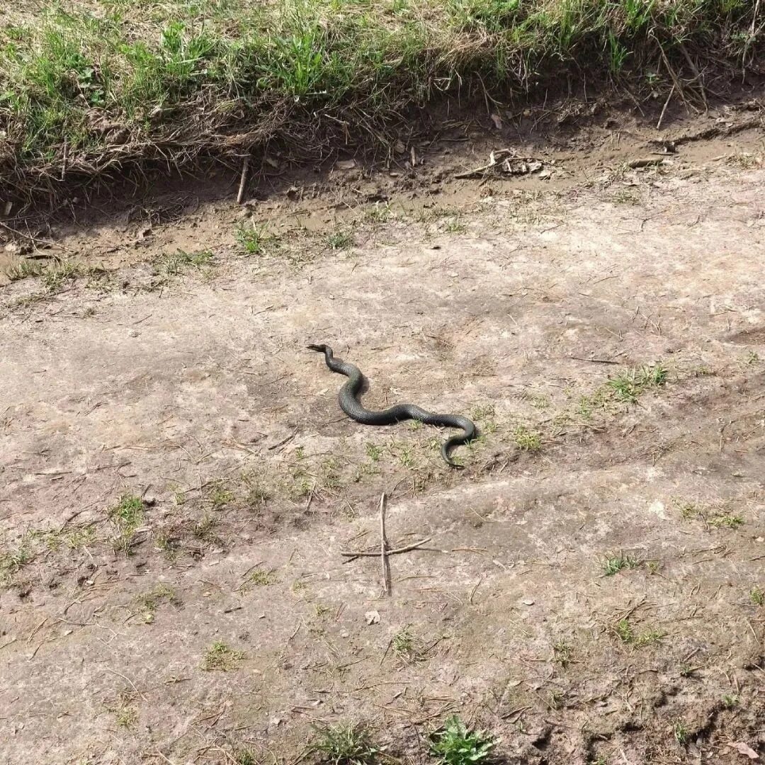 Ворон гадюки 30. Ворон и змей. Осторожно змеи. Ворон гадюки 30. Гадюка уральская.