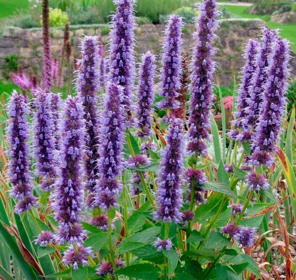 Лофант фенхельный. Многоколосник анисовый (лофант). Лофант фенхельный. Лафант. Агастахе лофант многоколосник.