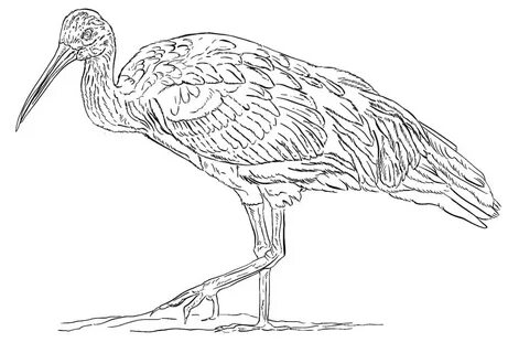 Рисовать ibis