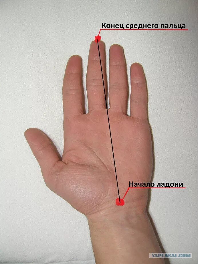 Как определить запястье