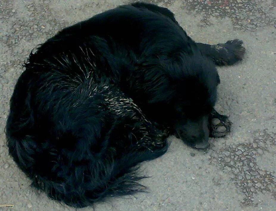 Черная большая собака дворняжка. Дворняжка чёрная лохматая. Черная бездомная собака. Черная лохматая дворняга. Сон напала черная собака