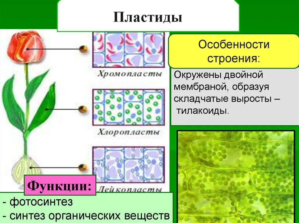 Красные хлоропласты. Функции пластид в растительной клетке. Особенное строение пластиды.